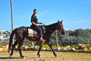 Maneggio cavalli agriturismo Riposo del Vento,Trulli e B&B, Cisternino (Brindisi)