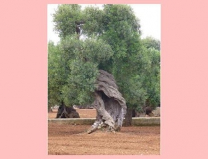 La Valle d'Itria olivi secolari